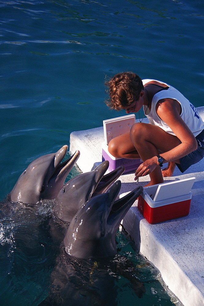 Bottlenose dolphins (Tursiops truncatus) and trainer. Enclosure near sea. Bahamas.