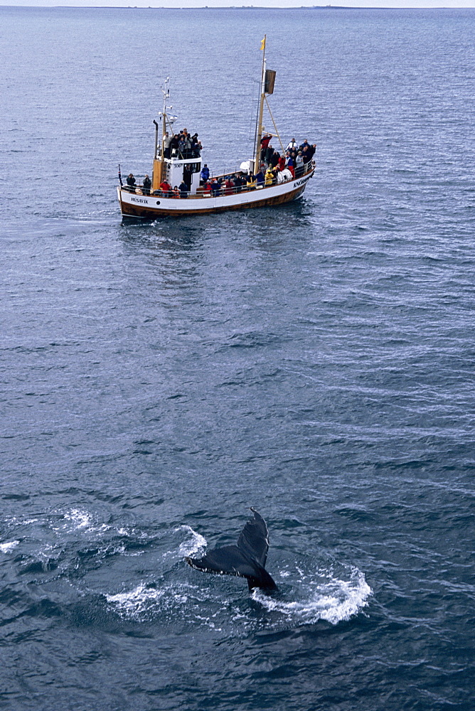 Humpback whale (Megaptera novaeangliae) fluking up to dive in full view of whale watchers on North Sailing boat. HusavÌk, Iceland