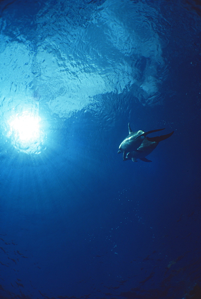 Atlantic spotted dolphins (Stenella frontalis). Bimini, Bahamas.