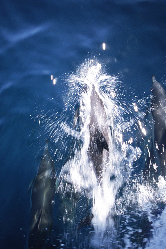 Common dolphin (Delphinus delphis) surfacing at speed, Gibraltar