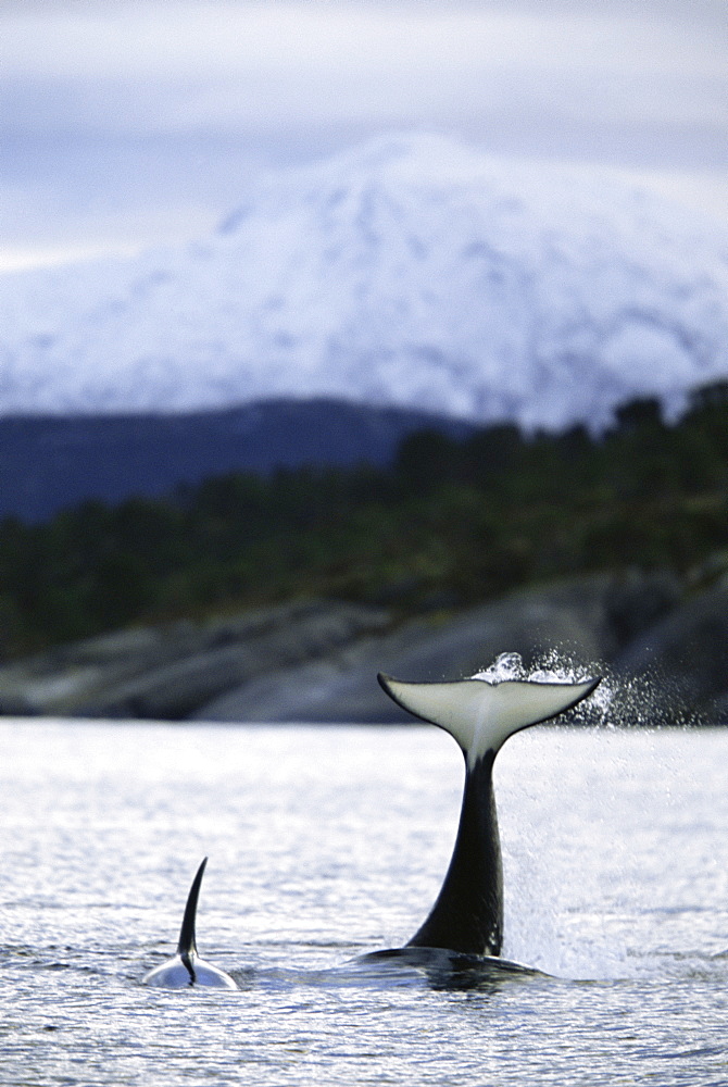 Killer whale (Orcinus orca) Mother slapping her tail flukes near her calf with snowy mountains behind. Mid-winter in Tysfjord, Norway