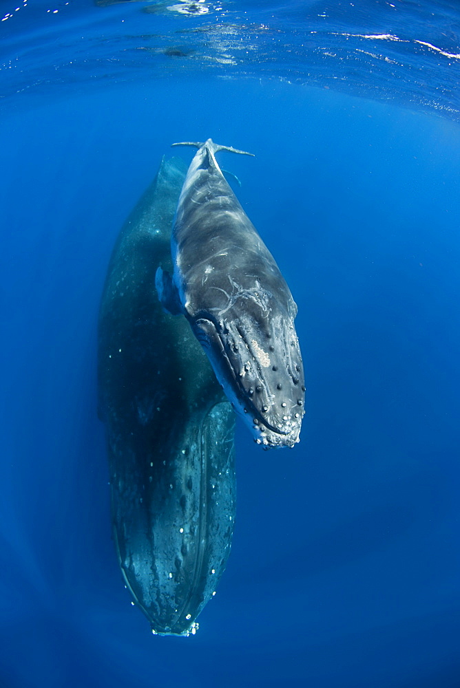 Humpback female and her calf Vava'u Tonga in the South Pacific, shot with a fisheye lens