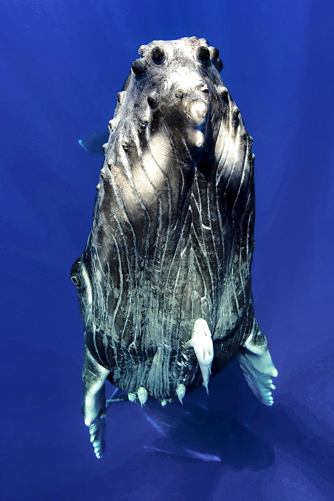 Humpback whale calf ascends to the surface for a closer view, Vava'u Tonga, South Pacific