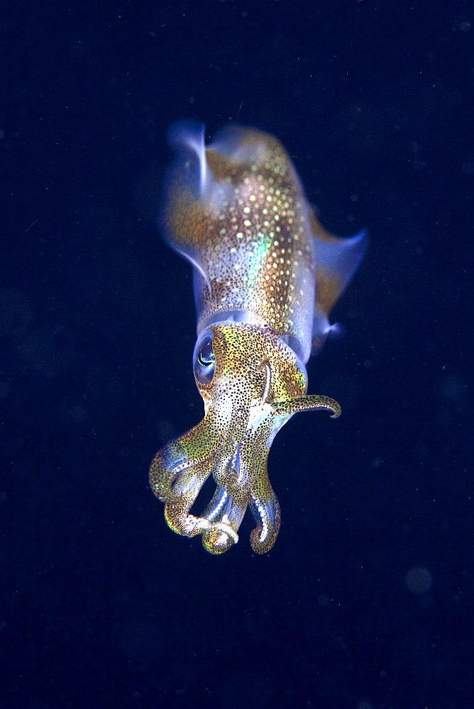 Squid at night attracted to the light, Philippines