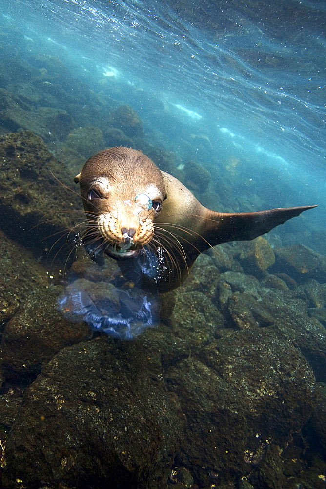 Sealion playing with jellyfish underwater in Galapagos Islands, Ecuador