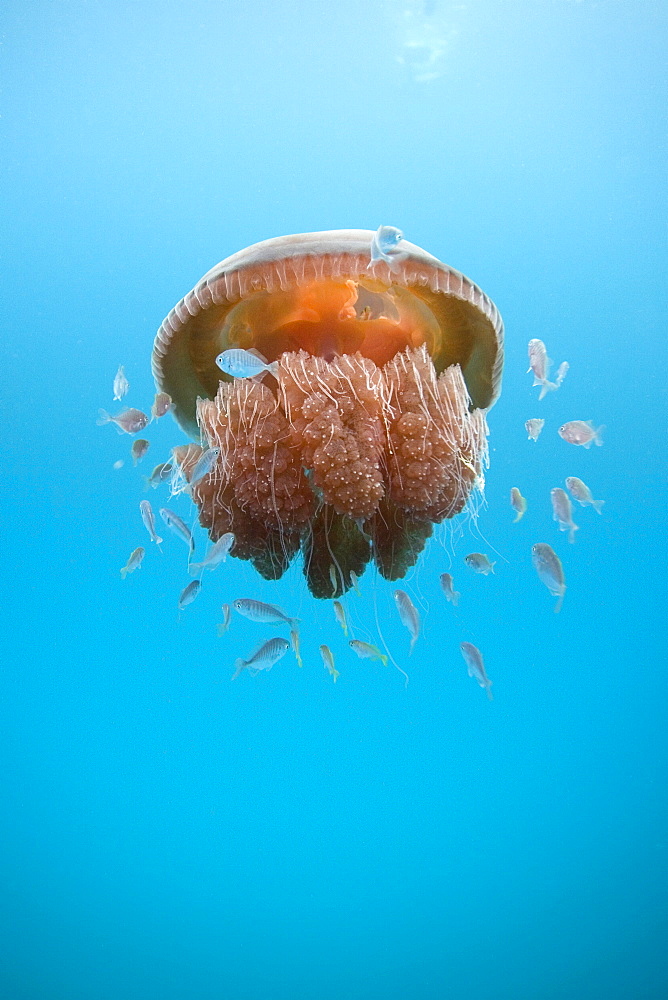 Small fish find shelter under a large Red Jelly Fish, Exmouth, Western Australia