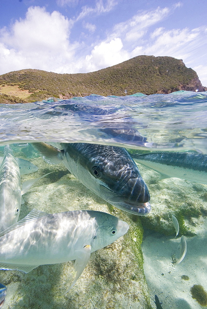 Kingfish coming into the shallows at Neds Beach Lord Howe Island Australia