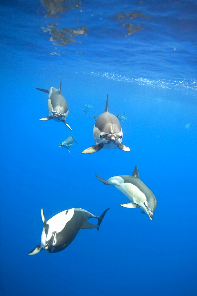 Common Dolphins approaching clicking and whistling, Azores Portugal