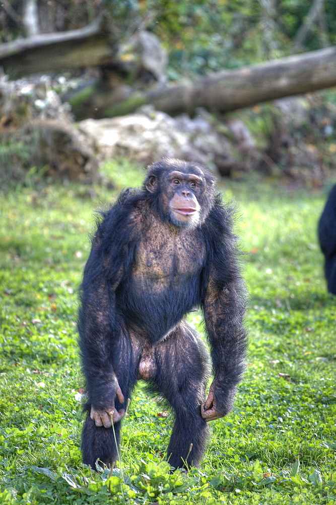 Captive adult Chimpanzees Pan troglodytes verus Standing in La Vallee Des Singes, Poitou - Charentes France. More info: Status, endangered. This rare sub species of chimp came from a breeding centre in Holland.  They were originally rescued from a laboratory when the Netherlands at last made it illegal to experiment on primates.