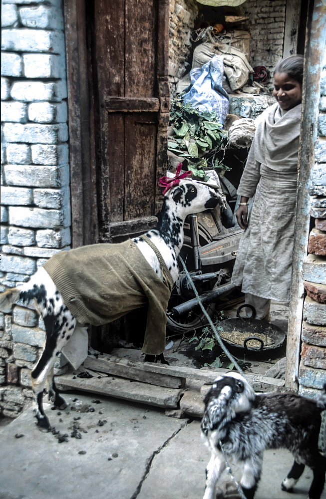 A young Indian girl opens  her door to a visiting goat in a jumper and ribbon. In Agra India. In developing countries people often live cheek by jowl with other species. The back streets of Agra are teaming with cows, pigs,goats kites etc.