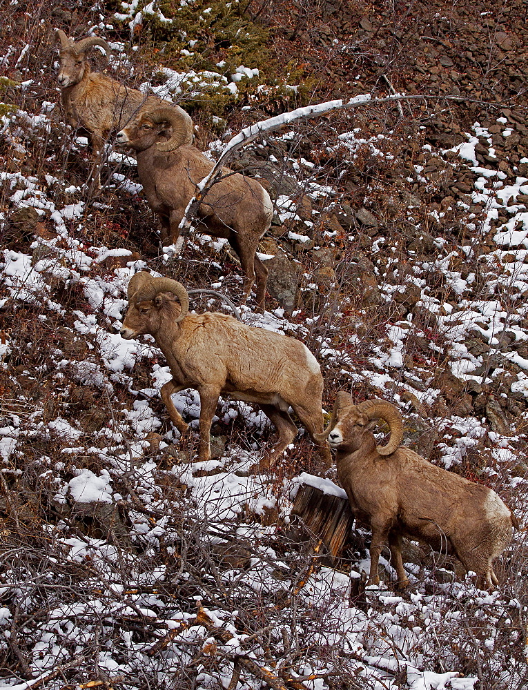 Big Horn Rams In Snow Storm, Ovis canadensis; Big Horn Sheep; Rams; North Fork Canyon; Wyoming