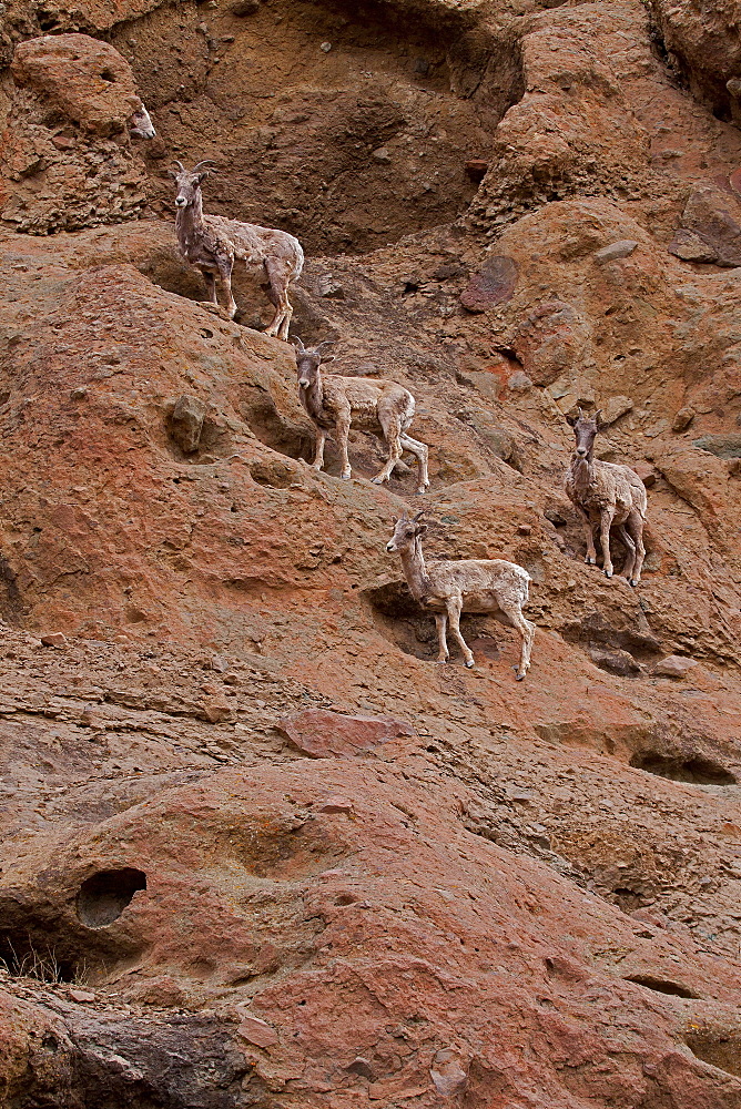 Big Horn Sheep On A Rock Wall, Ovis canadensis; Big Horn Sheep; Ewes; North Fork Canyon; Wyoming