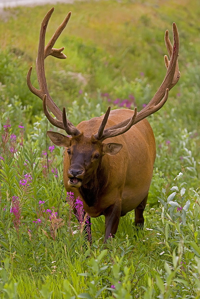 Bull Elk, Cervus canadensis; Elk; Bull Elk; Bull Elk eating Fireweed; Canadian Bull Elk, Alberta, Canada