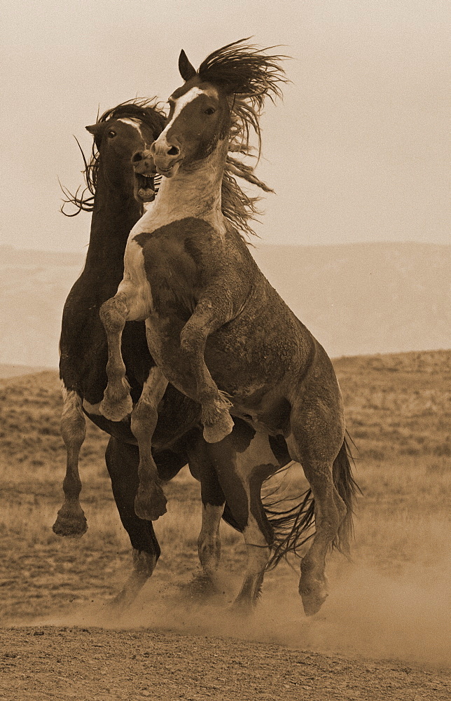 Fighting Wild Stallions - Sepia, Equus ferus; Wild Horses; Wild Horses Fighting; McCullough Range; Wyoming