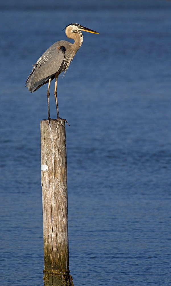 Great Blue Heron, Ardea herodias; Great Blue Heron; Great Blue Heron on a perch