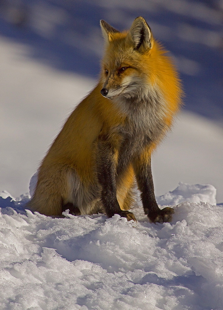 A Red vixen fox sitting on the edge of a snowy hill.  Northfork Canyon, Wyoming