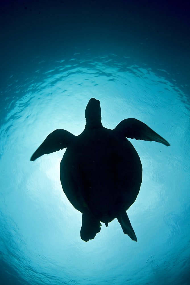 Green sea turtle (Chelonia mydas) Adult animal swimming above a coral reef plateau.  Palau, Micronesia, Pacific Ocean.  More info:  This species is listed as endangered by the IUCN.