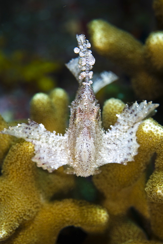 Leaf scorpionfish (Tainianotus triacanthus) Adult fish lying on a reef-building coral.  Komodo, Indonesia, Pacific Ocean.