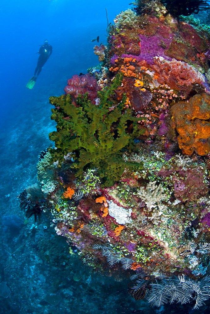 Diver looks at diverse coral reef including a green cup coral colony (Tubastrea micrantha)  Komodo, Indonesia, Pacific Ocean.