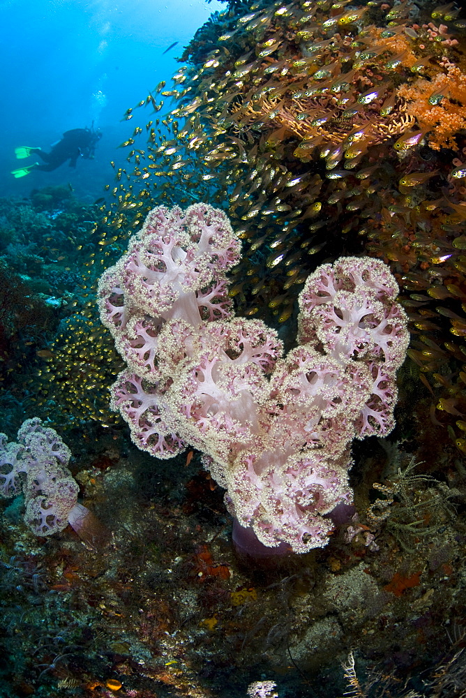 Soft coral colony (Dendronephthya sp.) and Golden sweeper fish (Parapriacanthus ransonneti)  Komodo, Indonesia, Pacific Ocean.