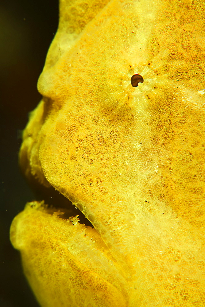 Yellow Giant frogfish, Antennarius commerson, eye and mouth.  This is the largest of all frogfish and is widespread on coral reefs in the Indo-Pacific region.  Lembeh Strait, North Sulawesi, Indonesia, Pacific Ocean.