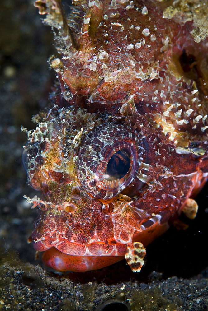 Shortfin lionfish, Dendrochirus brachypterus.  This species actively feeds at night.  Lembeh Strait, North Sulawesi, Indonesia, Pacific Ocean.