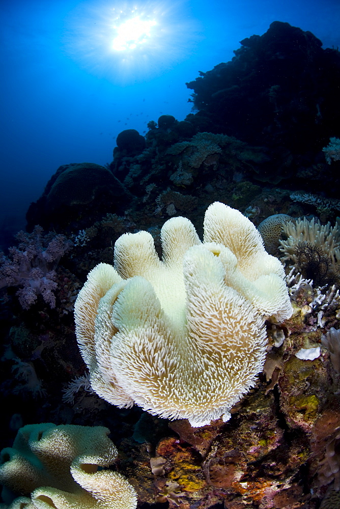 Soft leather coral, Sarcophyton sp., bleaching.  This soft coral has lost its symbiotic algae, zooxanthellae, and turned white due to high water temperatures.  Buyat Bay, North Sulawesi, Indonesia, Pacific Ocean.