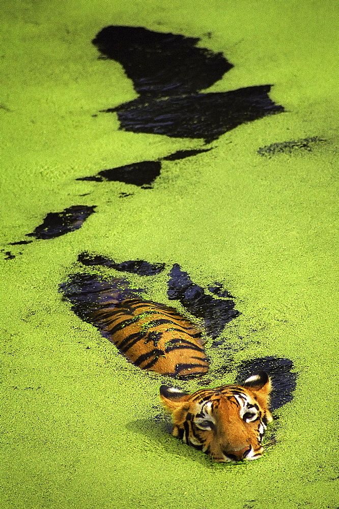 Royal Bengal Tiger Swimming, India