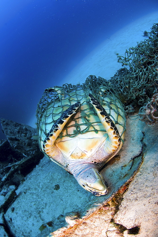 Hawksbill turtle trapped in fishing net, British Virgin Islands