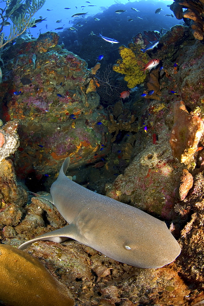 Nurse shark, Saba, Caribbean