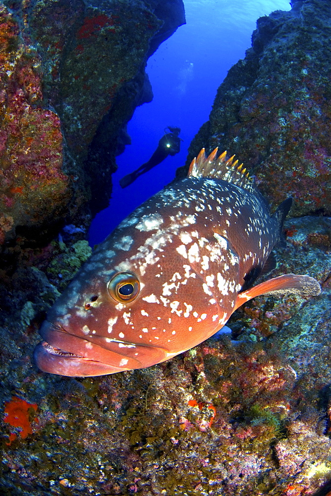 Grouper and diver silhouette, El Hierro, Canary Islands