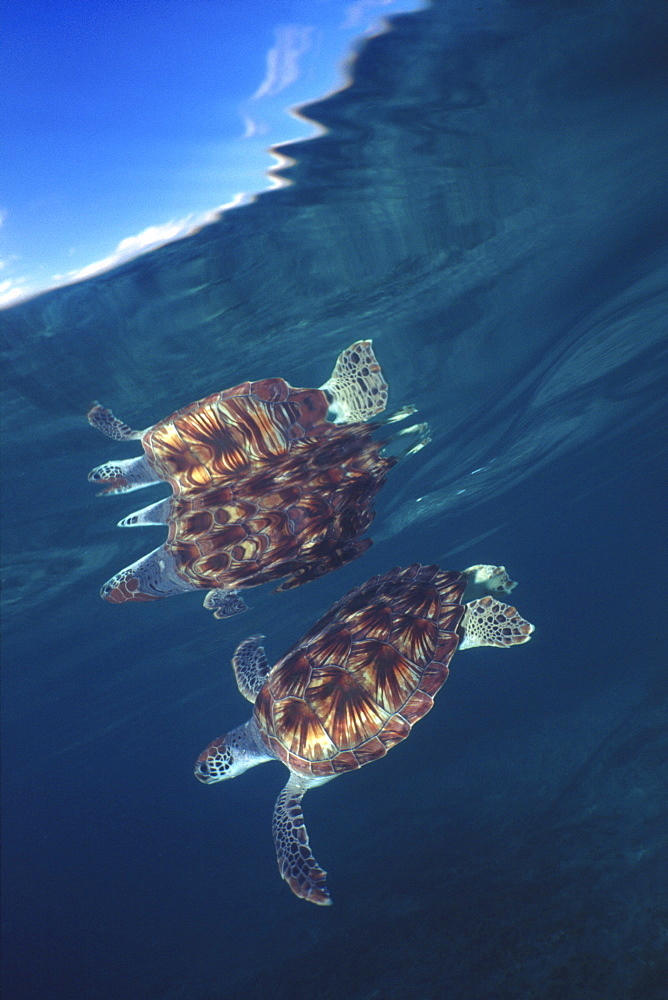 Green sea turtle reflection under surface. Cayman Islands