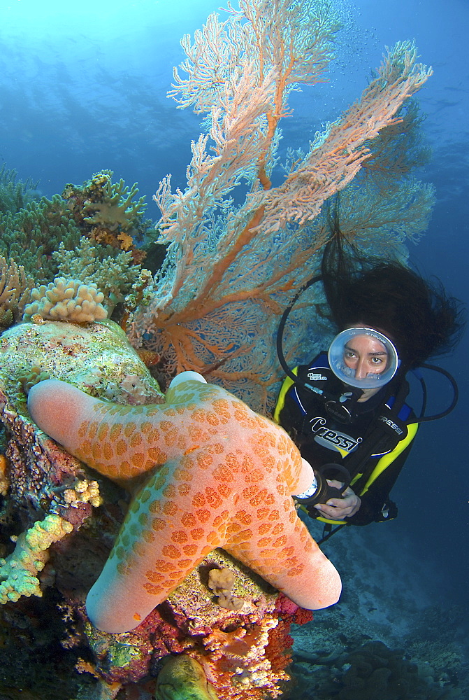 Seastar and diver, Indonesia