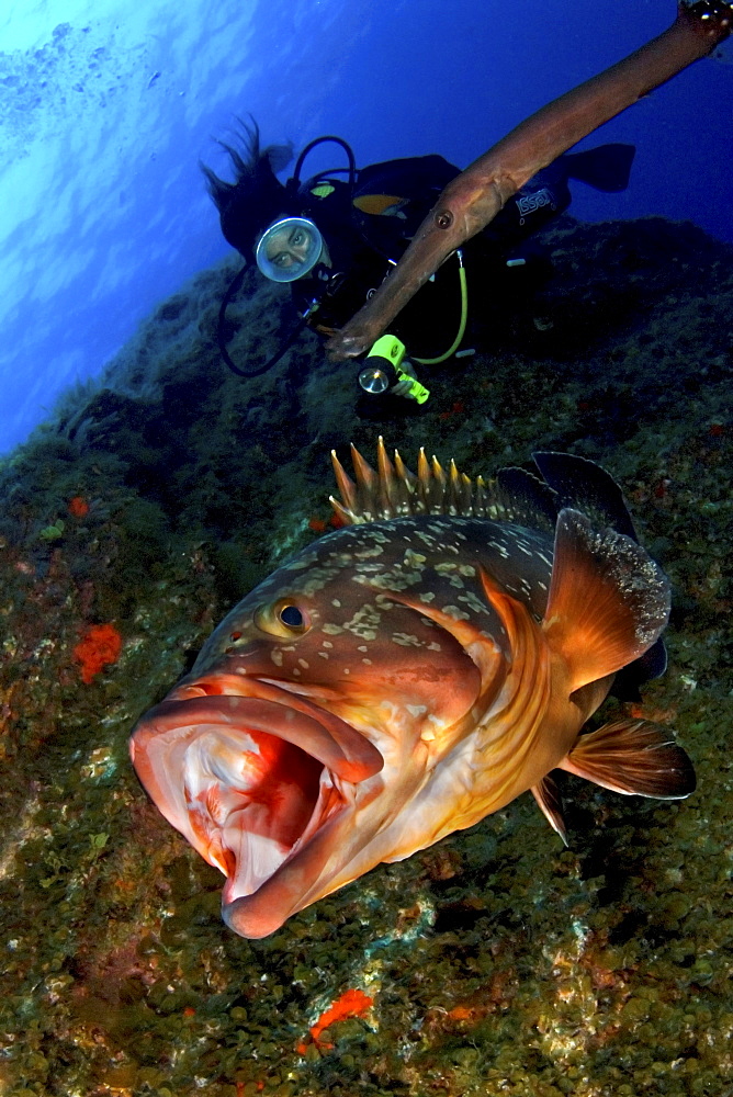 Grouper with mouth open and female diver, El Hierro, Canary Islands