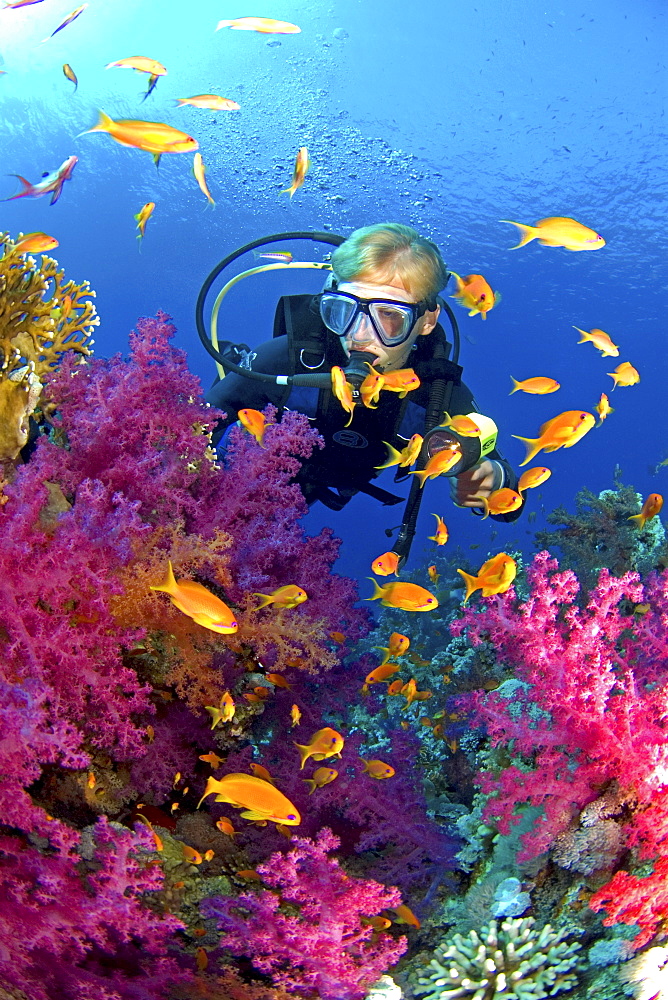 diver in coral reef. Egypt, Red Sea