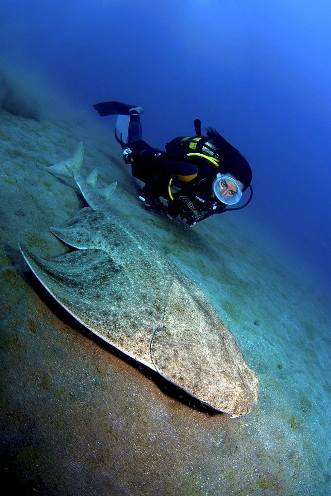 angel shark and female diver, Gran Canaria, Canary Islands