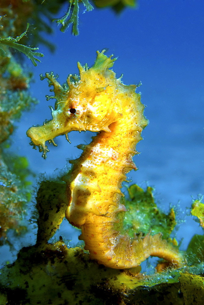 Seahorse, Gran Canaria, Canary Islands