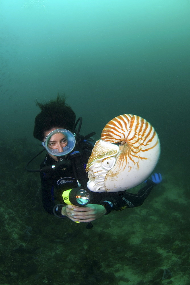 Nautilus and female diver, Komodo, Indonesia