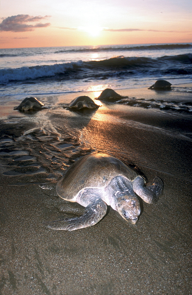 Olive Ridley Sea Turtle going ashore to lay eggs during arribada, Ostional, Costa Rica