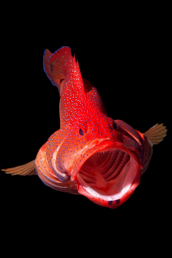 Coney grouper with mouth open, Cayman Islands