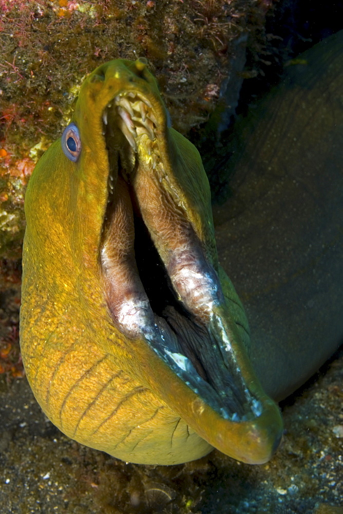 Moray eel with mouth wide open. Socorro. Revillagigedo Islands, Pacific Ocean Pacific Ocean