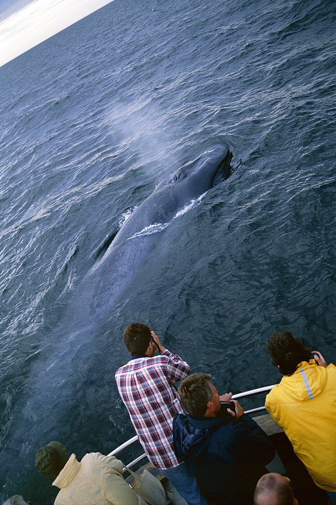 Whale-watchers photographing a Blue whale (Balaenoptera musculus) as it surfaces close by with the blow visible. Husavik, Iceland