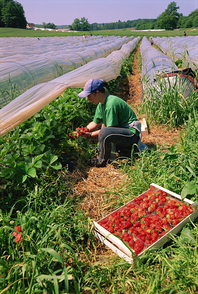 Strawberry pickers, Dordogne, Aquitaine, France, Europe