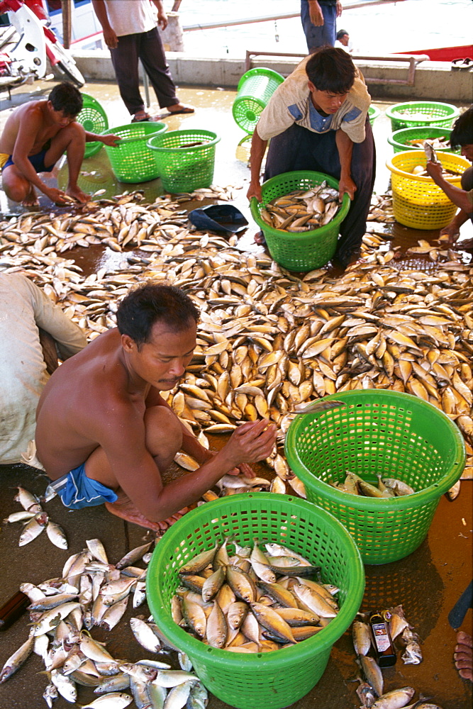 Men sorting fish at Koh Samui, Thailand, Southeast Asia, Asia