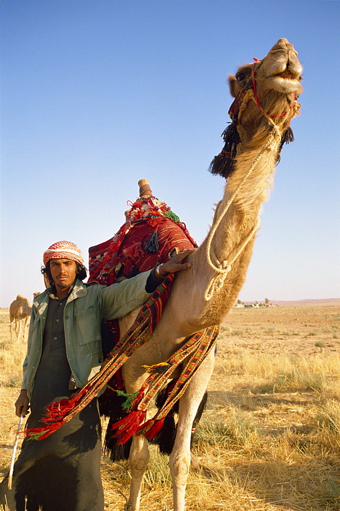 Portrait of man wearing traditional robe and headcloth with a western jacket, with his camel, Jordan, Middle East