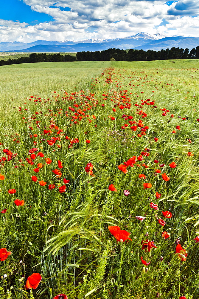 Wild poppies (Papaver rhoeas) and wild grasses in front of snow capped Sierra Nevada mountains, Andalucia, Spain, Europe