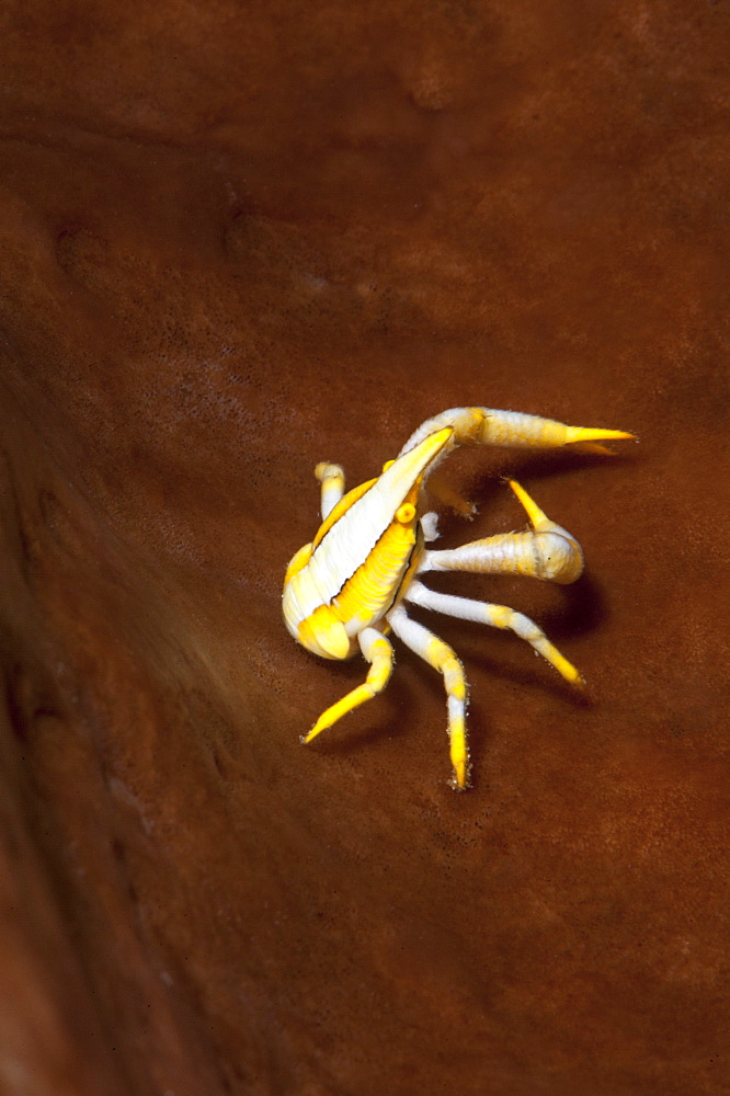 Elegant squat lobster (Allogalathea elegans), Sulawesi, Indonesia, Southeast Asia, Asia