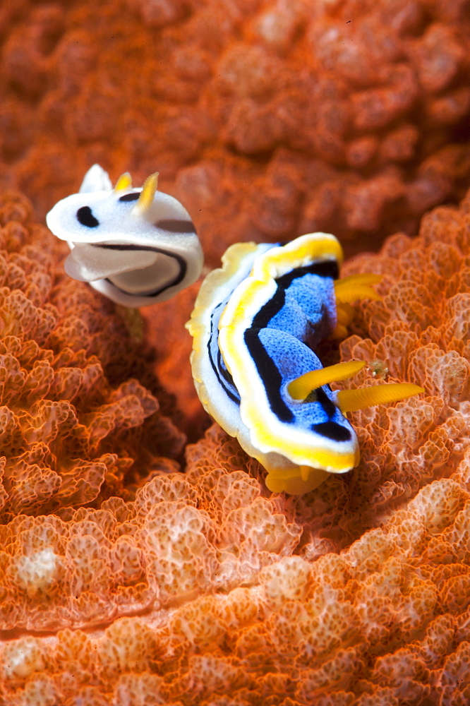 Chromodoris dianae and Chromodoris strigata nudibranches, Sulawesi, Indonesia, Southeast Asia, Asia