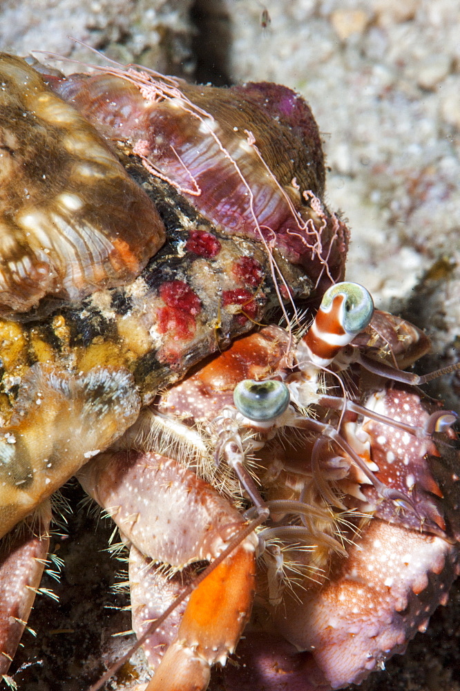 Decorator crab (Dardanus pedunculatus), Sulawesi, Indonesia, Southeast Asia, Asia