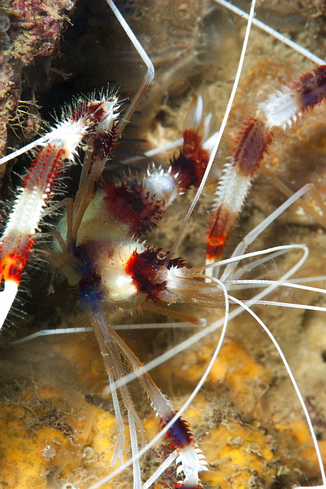 Cleaner shrimp (Stenopus hispidus), Sulawesi, Indonesia, Southeast Asia, Asia